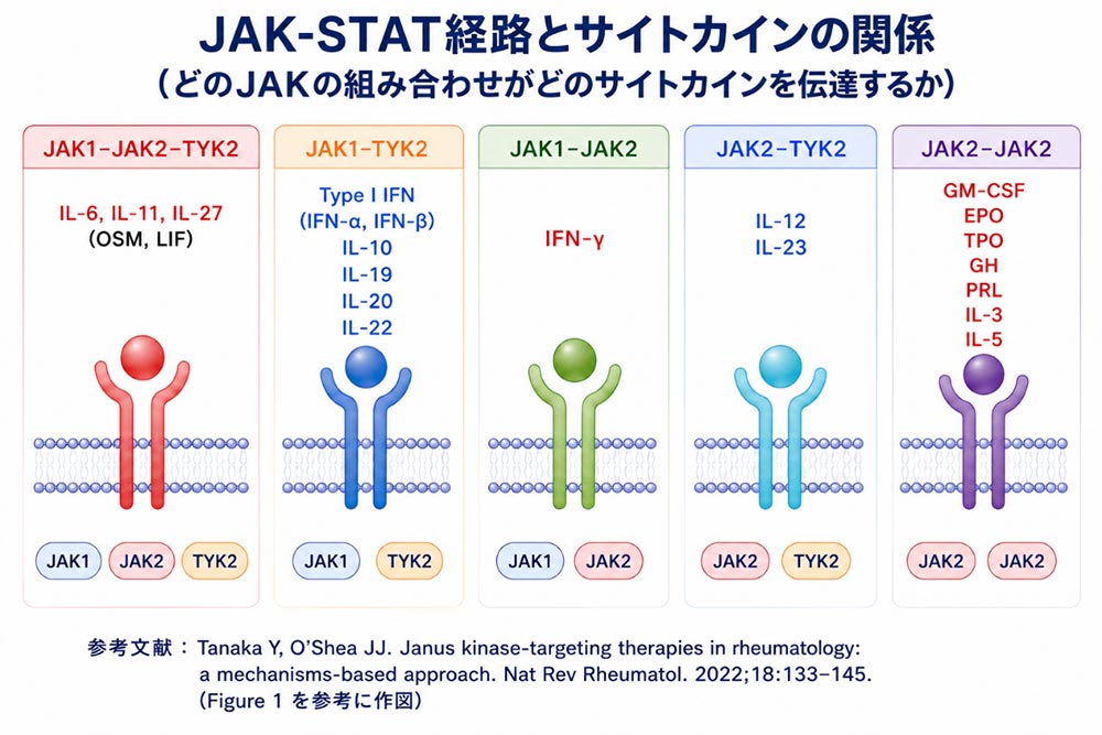 JAK-STAT経路とサイトカインの関係